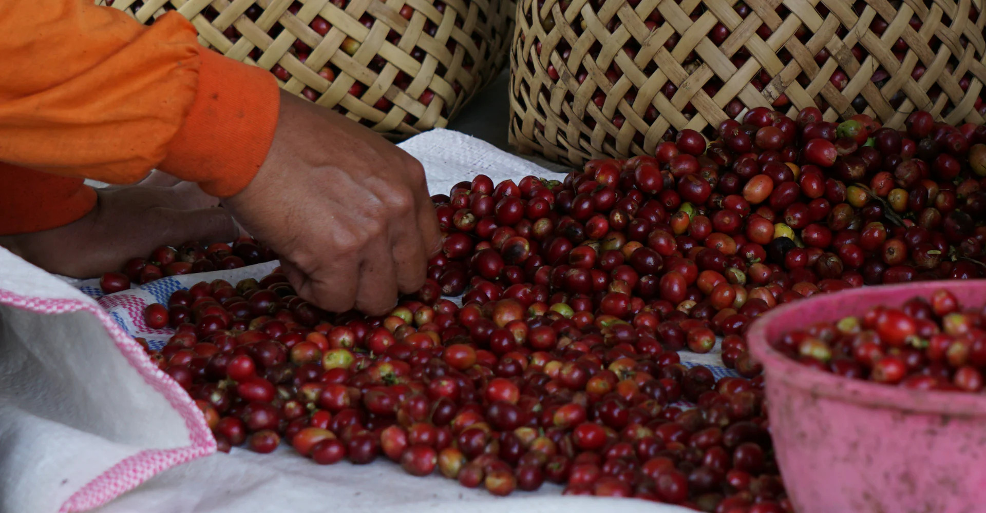 Cara Sortasi Buah Kopi yang Baik
