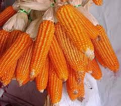 Strategi Bertani Jagung Manis yang Efektif dan Berkelanjutan
