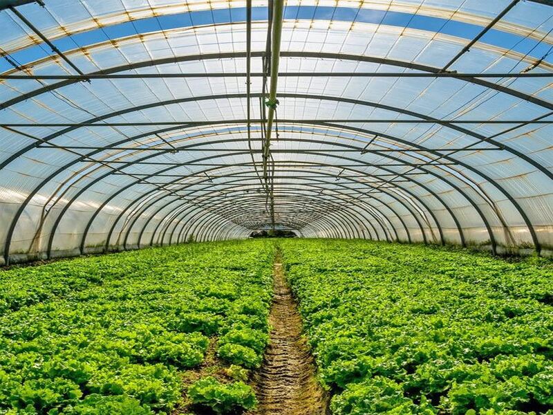 solusi pertanian modern dengan greenhouse