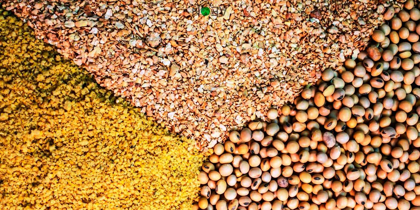 pakan ternak mudah dicerna