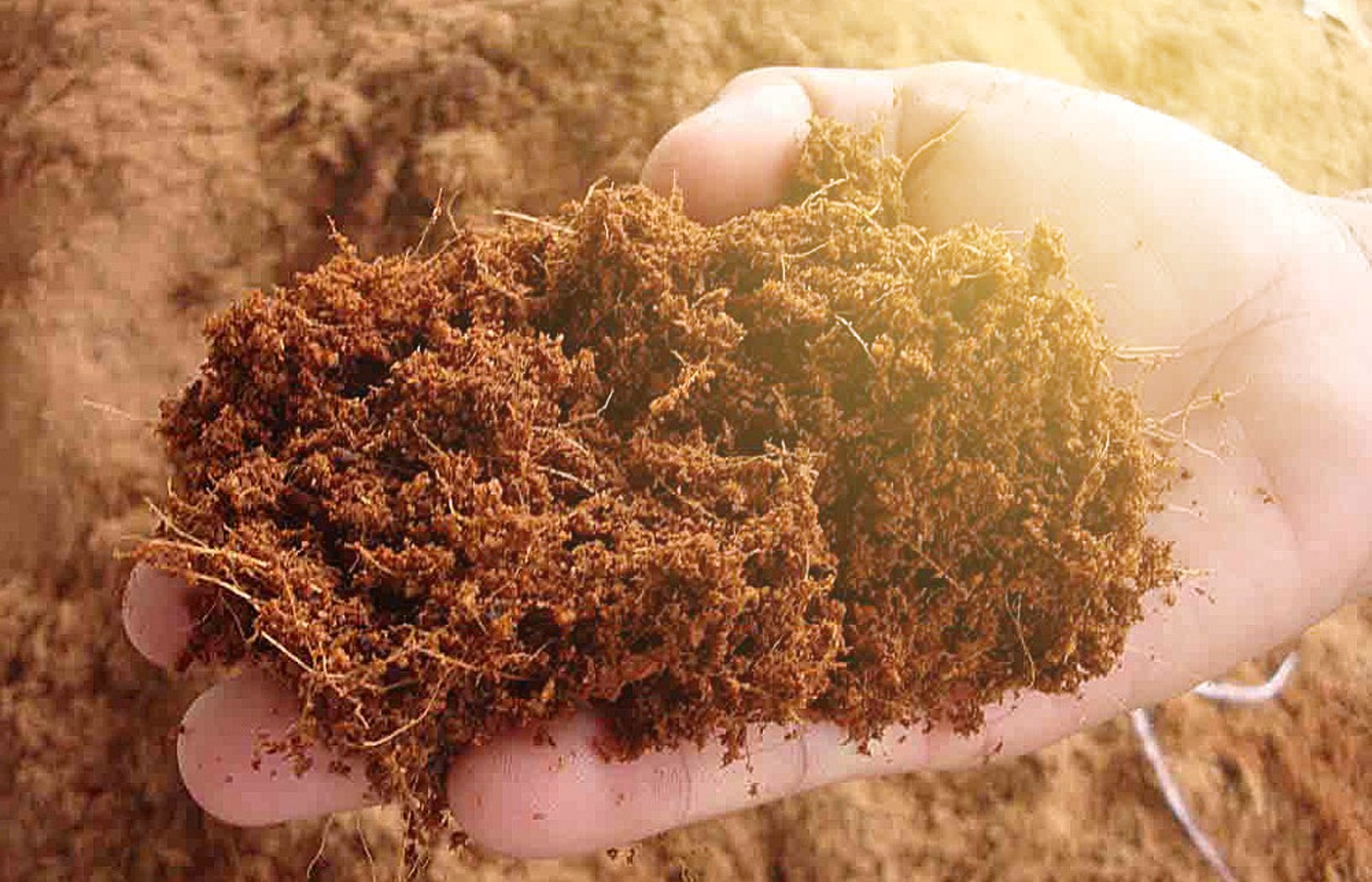 Pemanfaatan sabut kelapa untuk produk kekinian