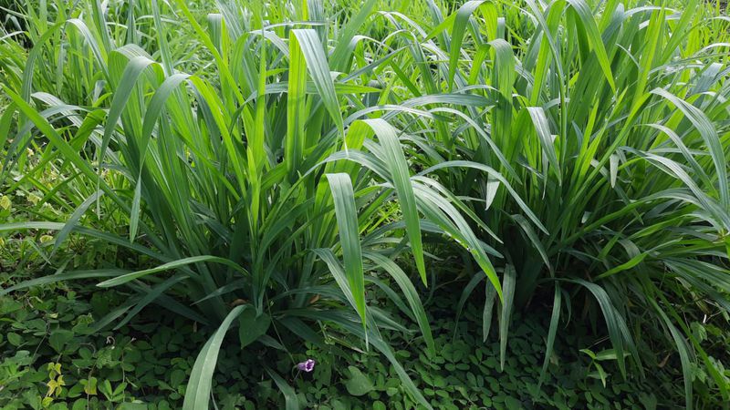 mesin pencacah jerami dan rumput gajah
