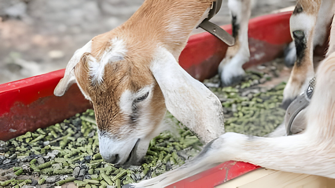 pakan protein tinggi kambing