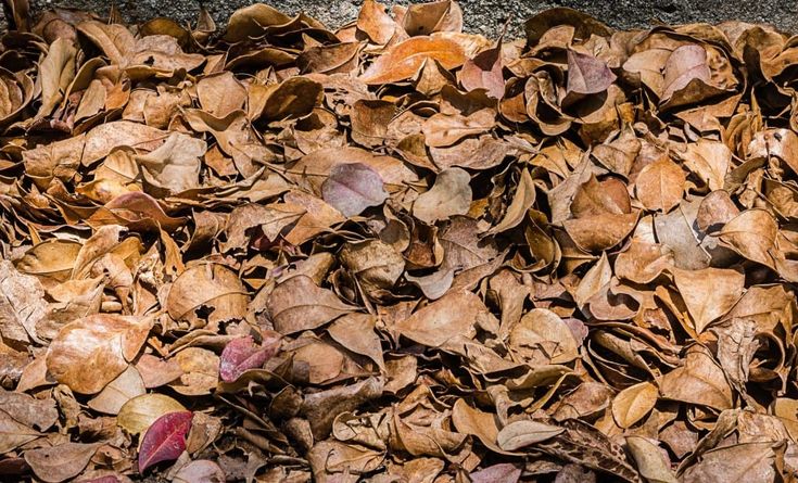 sampah organik kering