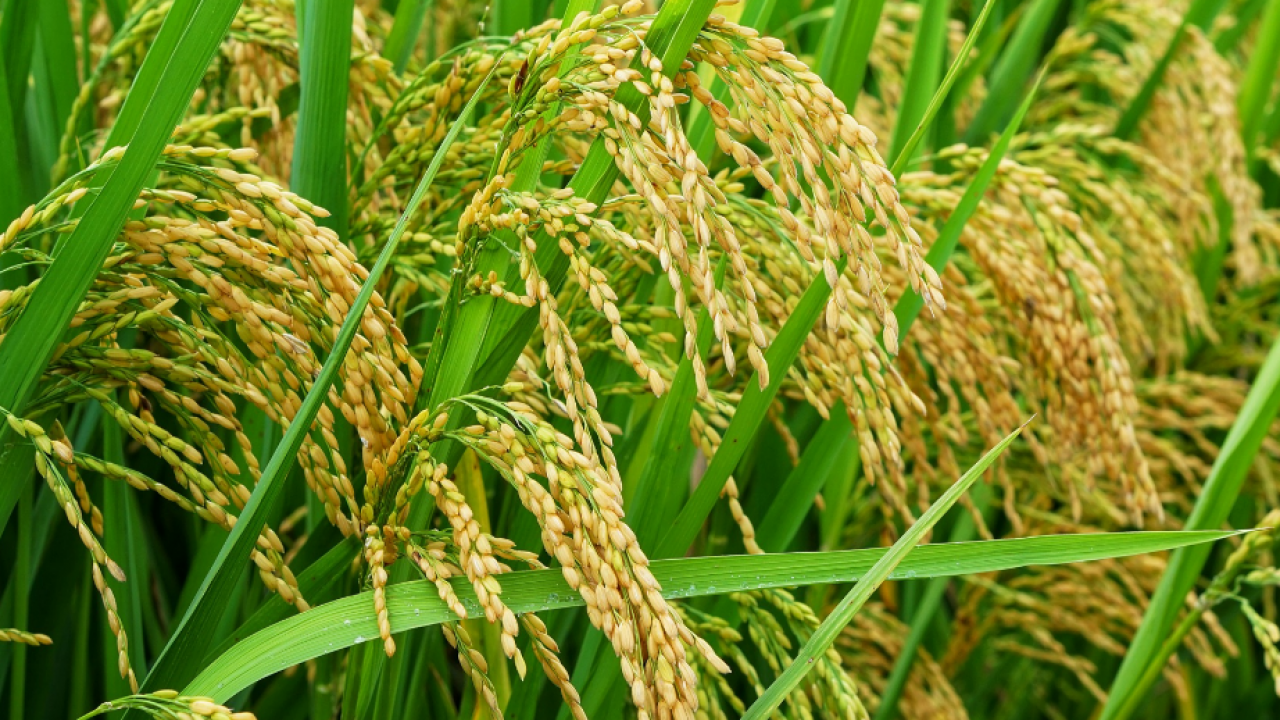 manfaat combine harvester