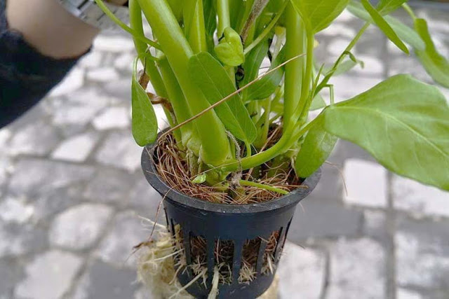 sabut kelapa untuk pertanian