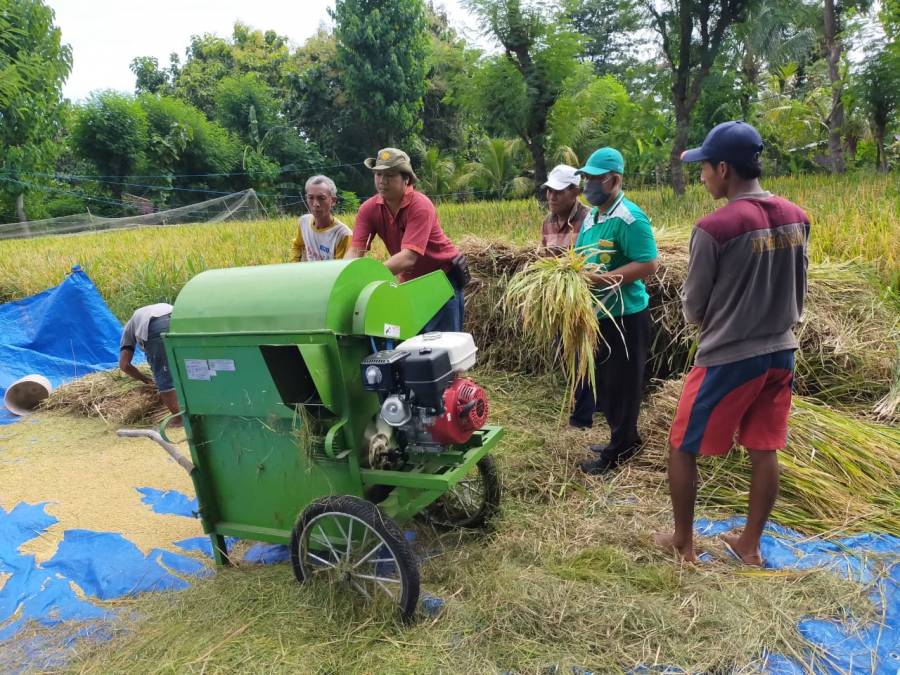 Hasil Perontokan Pakai Power Thresher