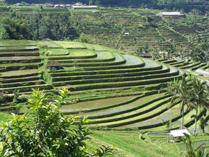 menjaga-kesuburan-tanah-secara-mekanik