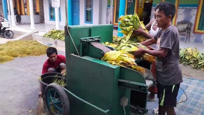 perbedaan perajangan tembakau manual dan mesin