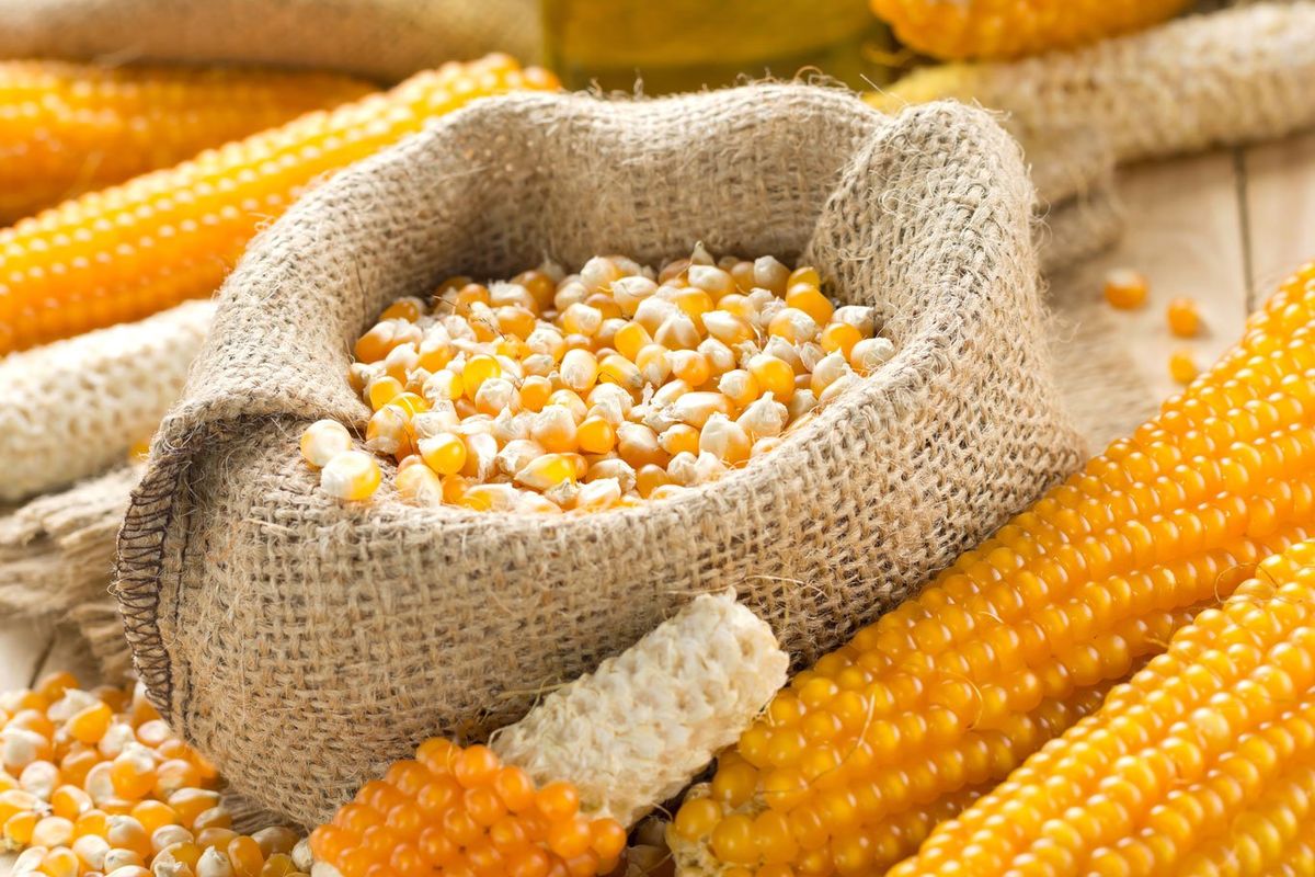 jagung