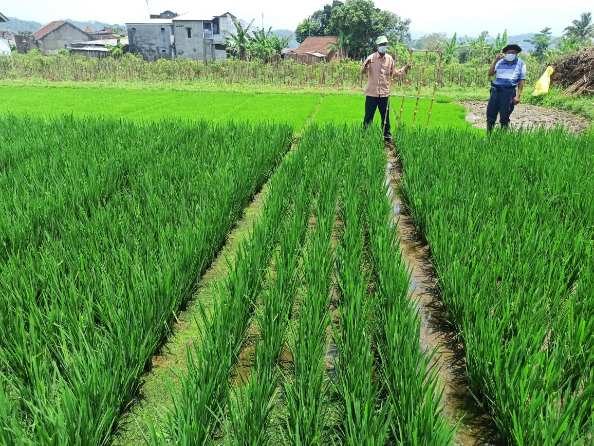perkembangan teknologi penanaman padi di Indonesia
